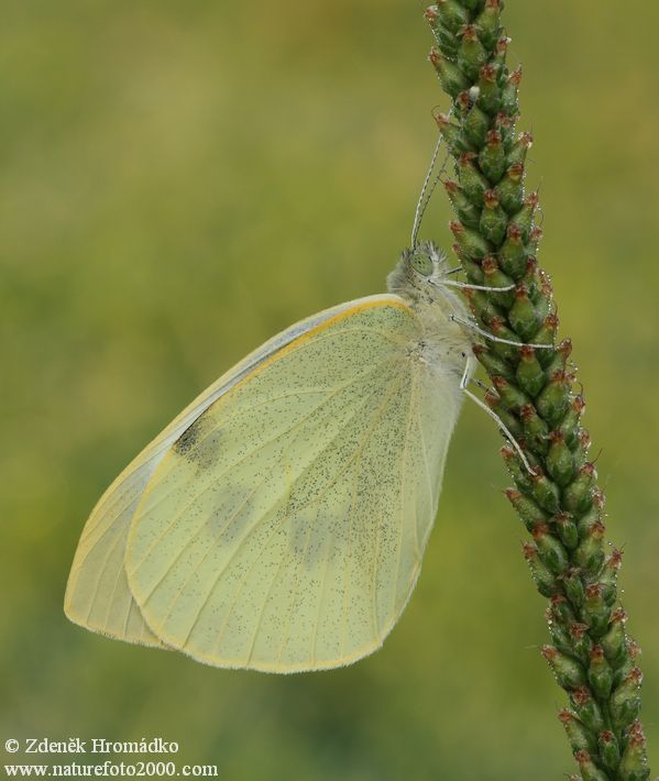 ,  (Motýli, Lepidoptera)