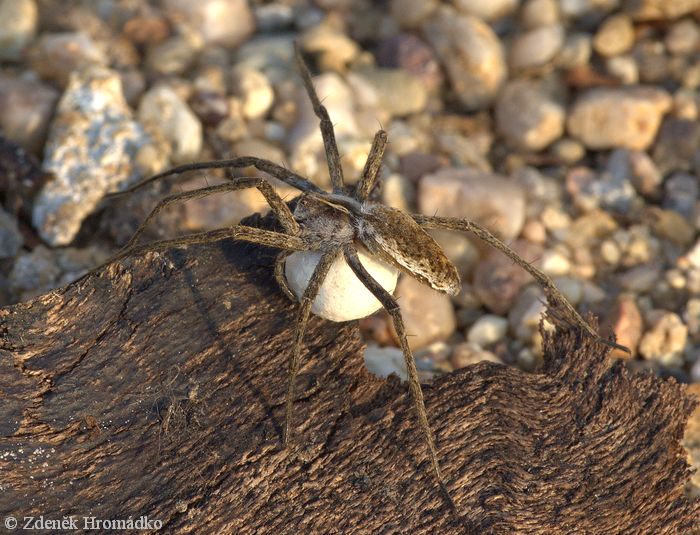 Nursery Web Spider, Pisaura mirabilis (Spiders, Arachnida)