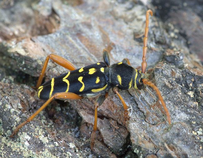 tesařík dubový, Plagionotus arcuatus, Cerambycidae, Clytini (Brouci, Coleoptera)