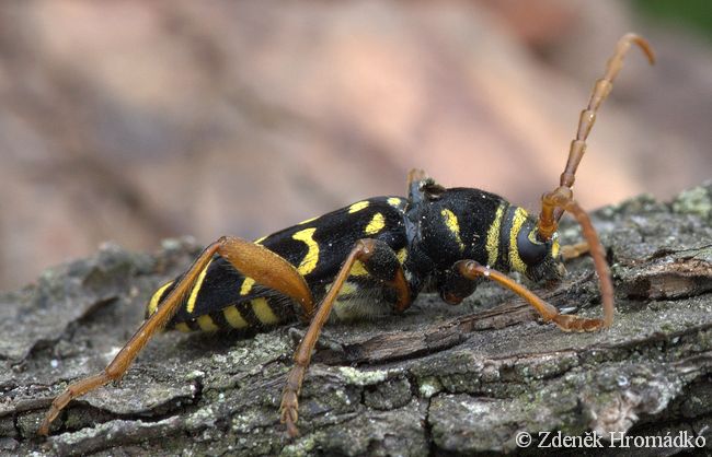 tesařík dubový, Plagionotus arcuatus, Cerambycidae, Clytini (Brouci, Coleoptera)