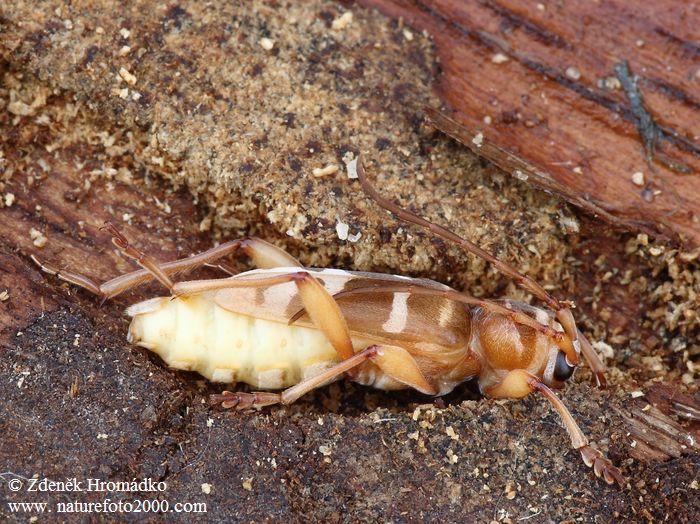tesařík dubinový, Plagionotus detritus, Cerambycidae, Clytini (Brouci, Coleoptera)