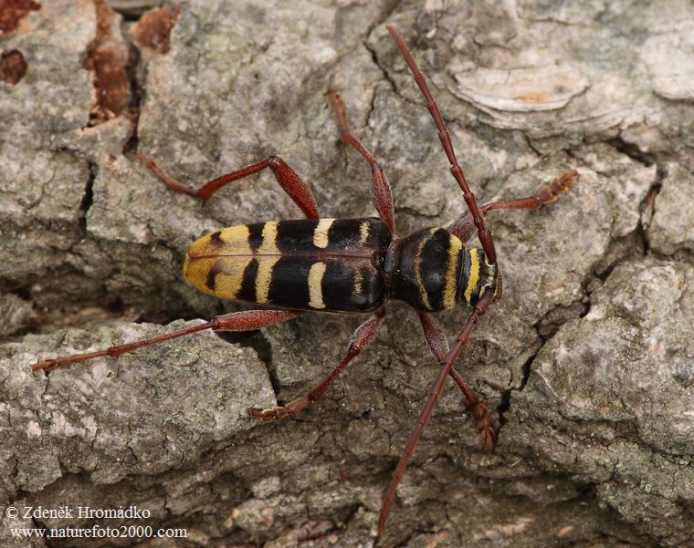 tesařík dubinový, Plagionotus detritus, Cerambycidae, Clytini (Brouci, Coleoptera)