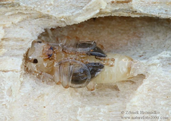 tesařík, Pogonocherus decoratus, Cerambycidae, Pogonocherini (Brouci, Coleoptera)