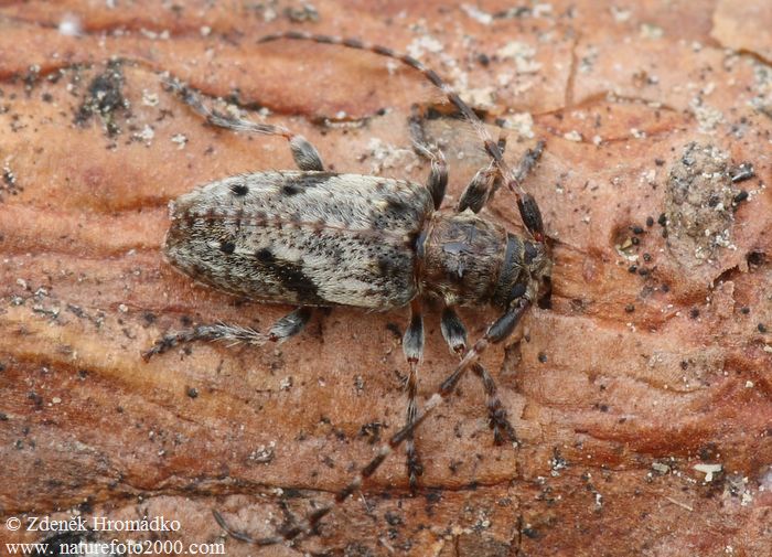 tesařík, Pogonocherus decoratus, Cerambycidae, Pogonocherini (Brouci, Coleoptera)