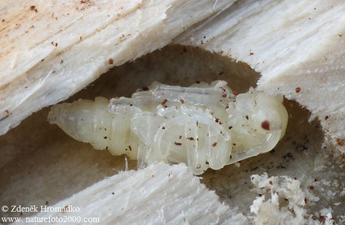 tesařík, Pogonocherus fasciculatus fasciculatus, Cerambycidae, Pogonocherini (Brouci, Coleoptera)