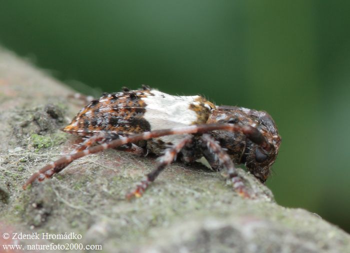 tesařík, Pogonocherus hispidulus, Cerambycidae, Pogonocherini (Brouci, Coleoptera)