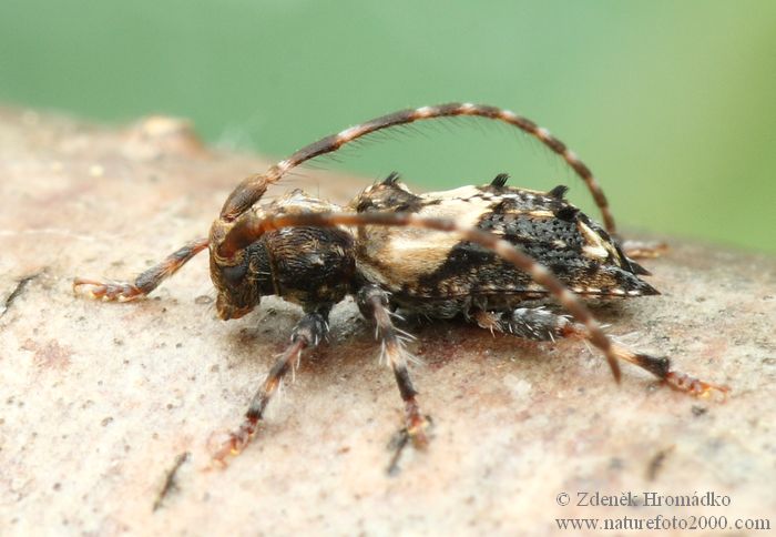 tesařík, Pogonocherus hispidus, Cerambycidae, Pogonocherini (Brouci, Coleoptera)