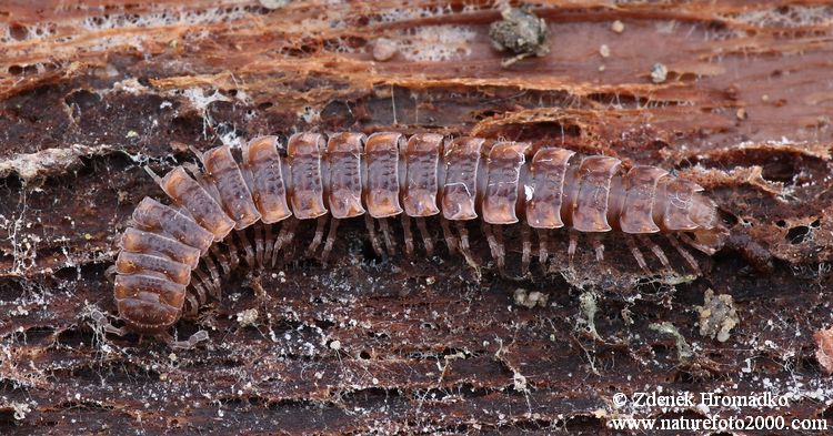 , Polydesmus complanatus (Others, )