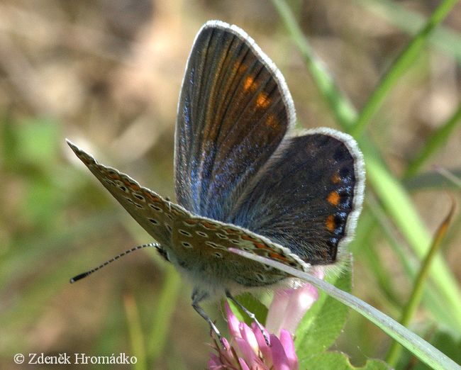 modrásek jehlicový, Polyommatus icarus (Motýli, Lepidoptera)