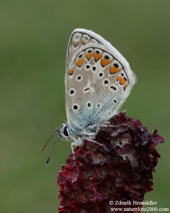 modrásek jehlicový, Polyommatus icarus (Motýli, Lepidoptera)
