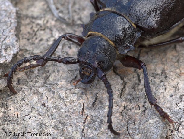tesařík piluna, Prionus coriarius, Cerambycidae, Prionini (Brouci, Coleoptera)