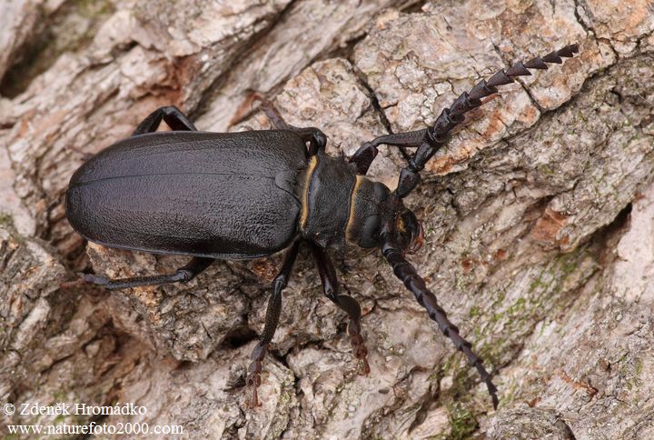 tesařík piluna, Prionus coriarius, Cerambycidae, Prionini (Brouci, Coleoptera)