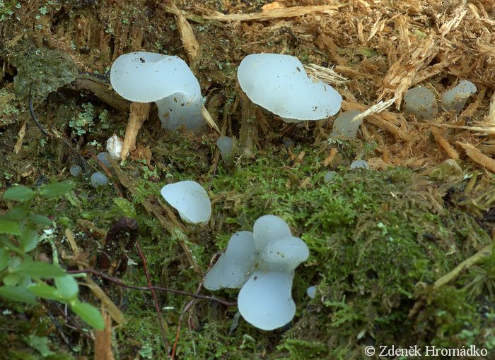 Rosolozub huspenitý, Pseudohydnum gelatinosum, Exidiaceae (Houby, Fungi)