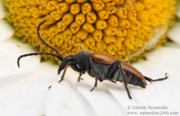 tesařík, Pseudovadonia livida, Cerambycidae, Lepturini (Brouci, Coleoptera)