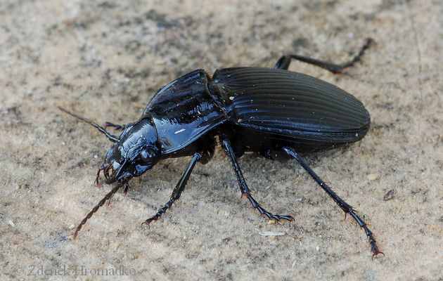 střevlík, Pterostichus melanarius, Carabidae, Pterostichina (Brouci, Coleoptera)