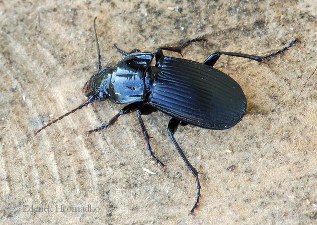 střevlíček, Pterostichus melanarius, Carabidae, Pterostichina (Brouci, Coleoptera)
