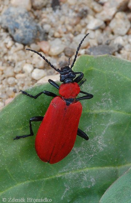 červenáček ohnivý, Pyrochroa coccinea, (Brouci, Coleoptera)