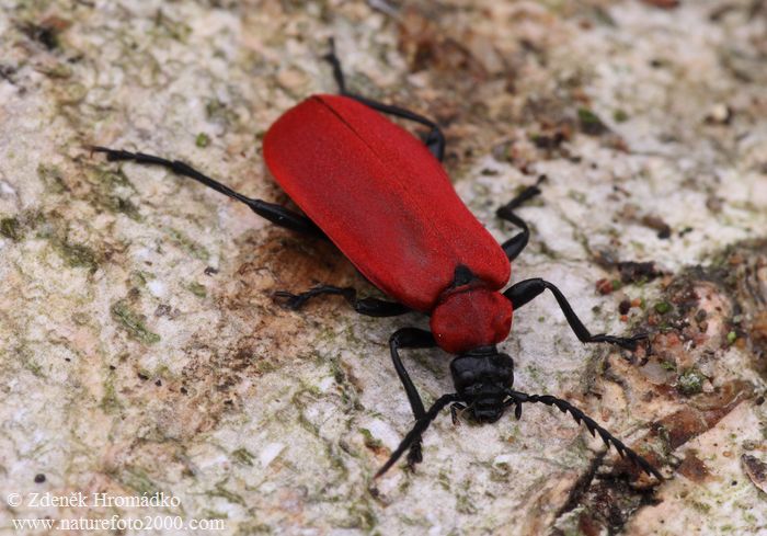 červenáček ohnivý, Pyrochroa coccinea, (Brouci, Coleoptera)