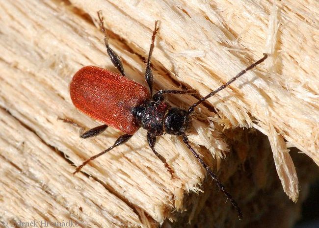 tesařík rudý, Pyrrhidium sanguineum, Cerambycidae, Callidiini (Brouci, Coleoptera)