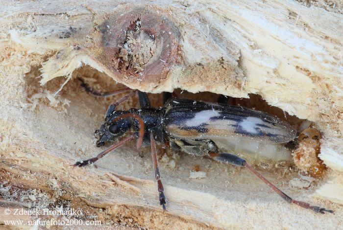 kousavec dvoupáskovaný, Rhagium bifasciatum, Cerambycidae, Rhagiini (Brouci, Coleoptera)