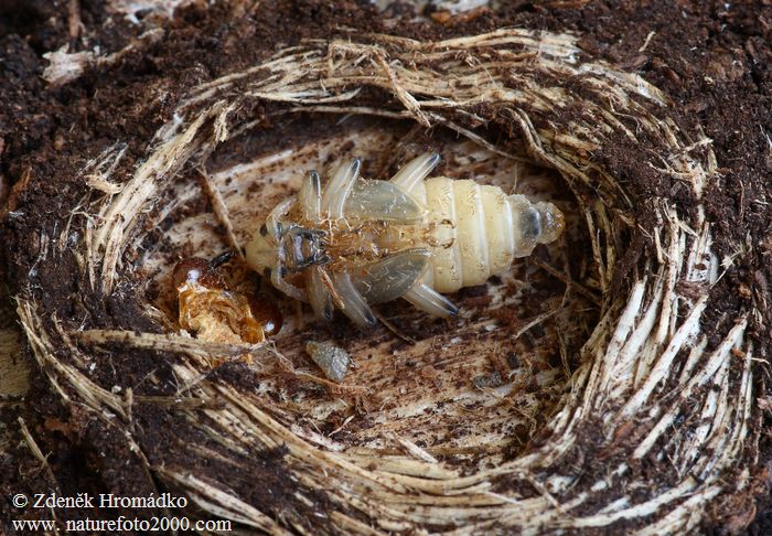 kousavec korový, Rhagium inquisitor, Cerambycidae, Rhagiini (Brouci, Coleoptera)