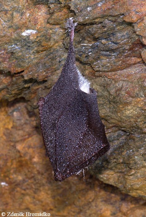 Lesser Horseshoe Bat, Rhinolophus hipposideros, Rhinolophidae, Chiroptera (Mammals, Mammalia)
