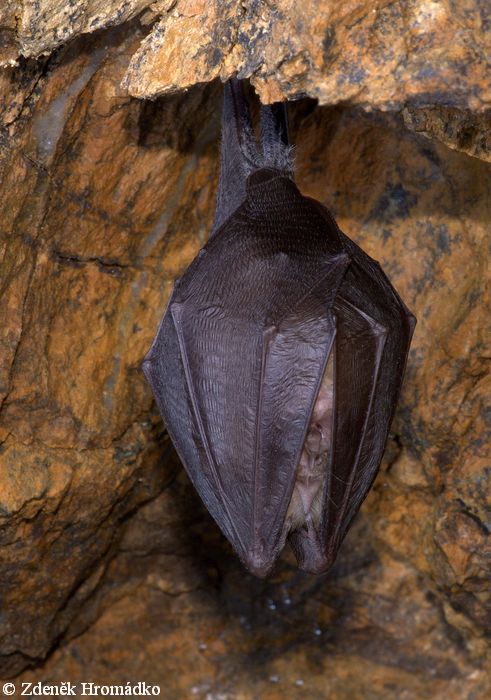 Lesser Horseshoe Bat, Rhinolophus hipposideros, Rhinolophidae, Chiroptera (Mammals, Mammalia)