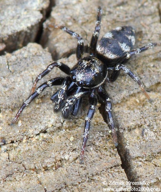 , Salticus cingulatus (Spiders, Arachnida)