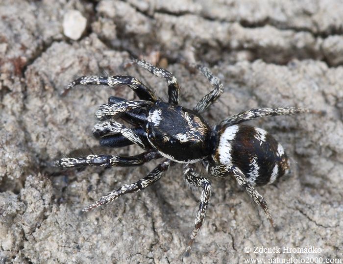 skákavka pruhovaná, Salticus scenicus (Pavouci, Arachnida)