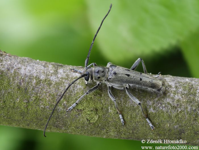 kozlíček, Saperda octopunctata, Cerambycidae, Saperdini (Brouci, Coleoptera)