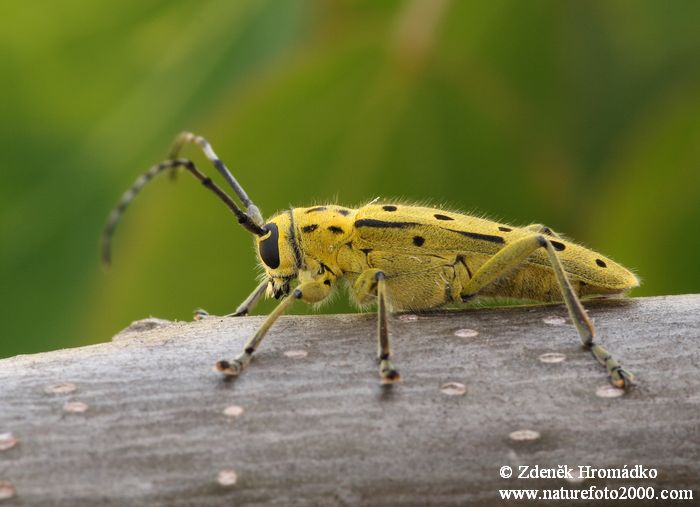 kozlíček, Saperda perforata, Cerambycidae, Saperdini (Brouci, Coleoptera)
