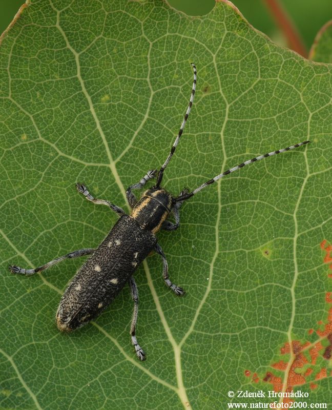kozlíček topolový, Saperda populnea populnea, Cerambycidae, Saperdini (Brouci, Coleoptera)