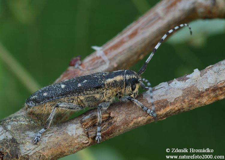 kozlíček topolový, Saperda populnea populnea, Cerambycidae, Saperdini (Brouci, Coleoptera)