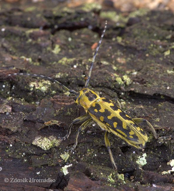 kozlíček mramorový, Saperda scalaris scalaris, Cerambycidae, Saperdini (Brouci, Coleoptera)