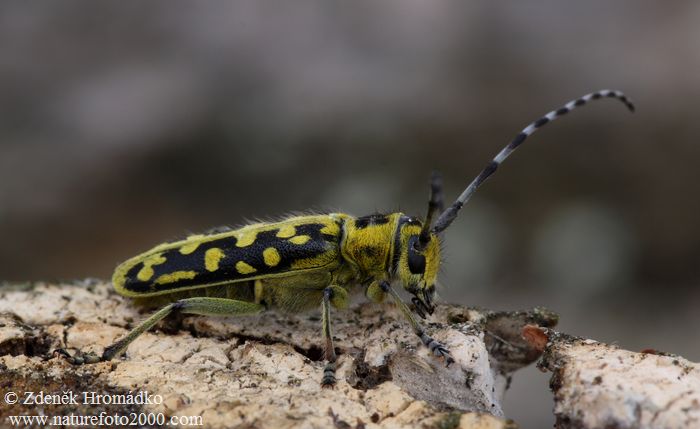 kozlíček mramorový, Saperda scalaris scalaris, Cerambycidae, Saperdini (Brouci, Coleoptera)