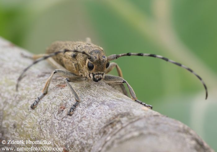 kozlíček, Saperda similis, Cerambycidae, Saperdini (Brouci, Coleoptera)