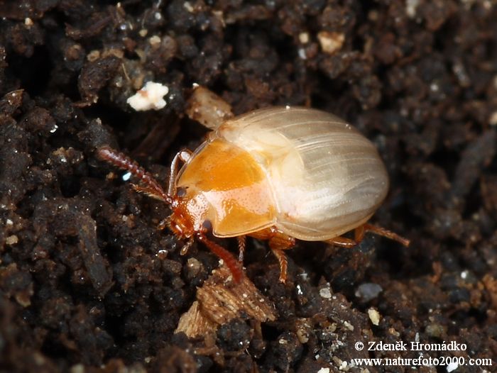 potemník, Scaphidema metallicum var. bicolor (Brouci, Coleoptera)