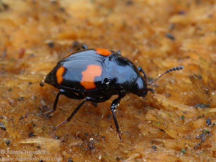 drabčík, Scaphidium quadrimaculatum, Staphylinidae (Brouci, Coleoptera)