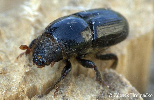 bělokaz březový, Scolytus ratzeburgi (Brouci, Coleoptera)
