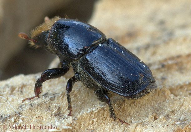 bělokaz březový, Scolytus ratzeburgi (Brouci, Coleoptera)