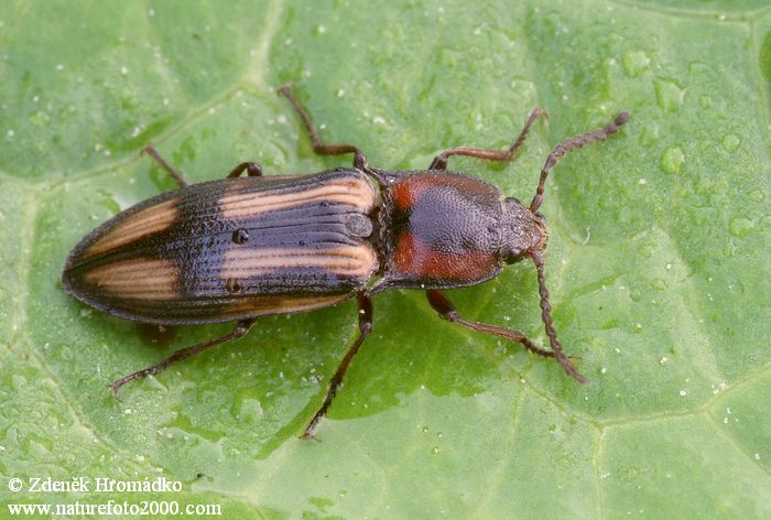 kovařík, Selatosomus cruciatus, Elateridae (Brouci, Coleoptera)