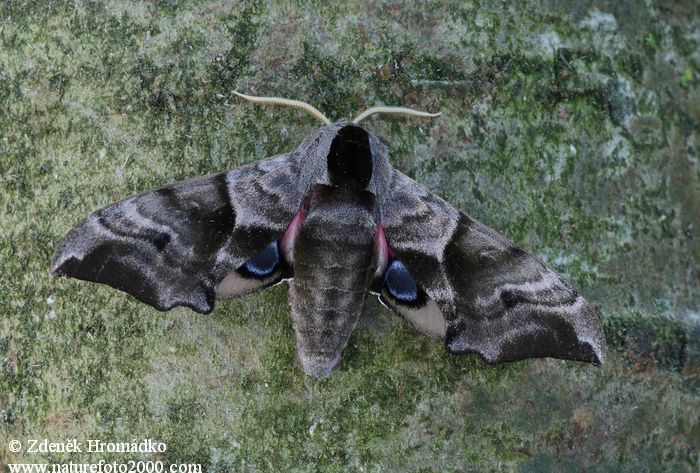 lišaj paví oko, Smerinthus ocellatus (Motýli, Lepidoptera)
