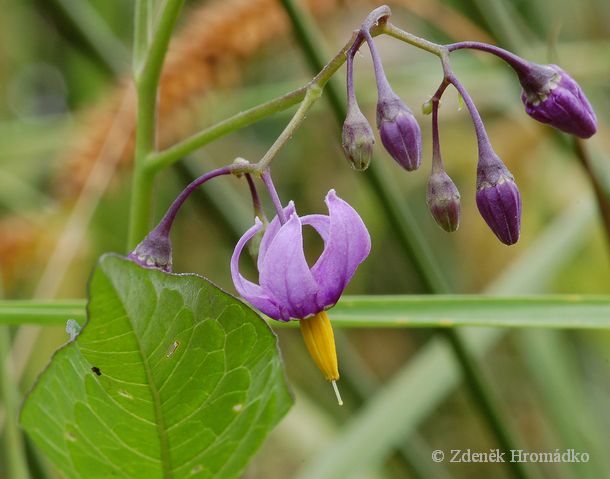 lilek potměchuť, Solanum dulcamara (Rostliny, Plantae)