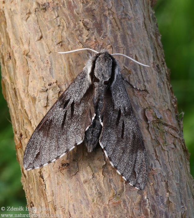 Pine Hawk-moth, Sphinx pinastri (Butterflies, Lepidoptera)