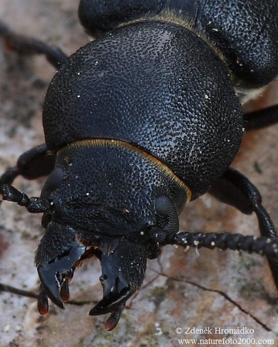 tesařík borový, Spondylis buprestoides, Cerambycidae, (Brouci, Coleoptera)