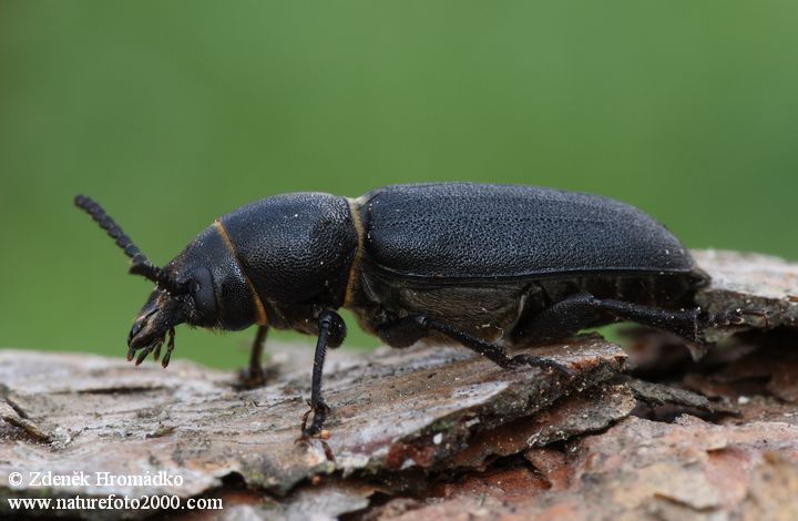 tesařík borový, Spondylis buprestoides, Cerambycidae, (Brouci, Coleoptera)