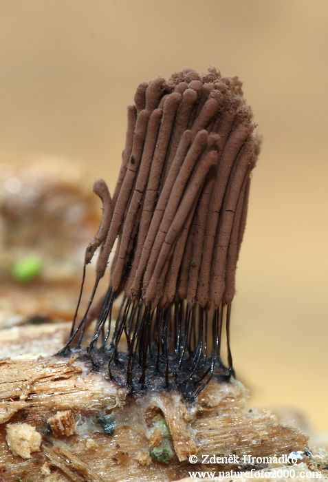 pazderek hnědý, Stemonitis fusca, Stemonitidaceae (Houby, Fungi)