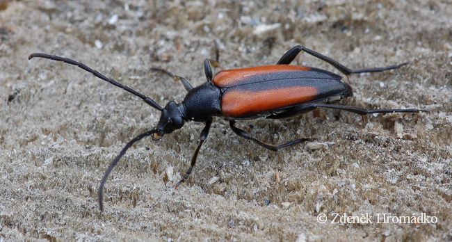 tesařík černošpičký, Stenurella melanura, Cerambycidae, Lepturini (Brouci, Coleoptera)