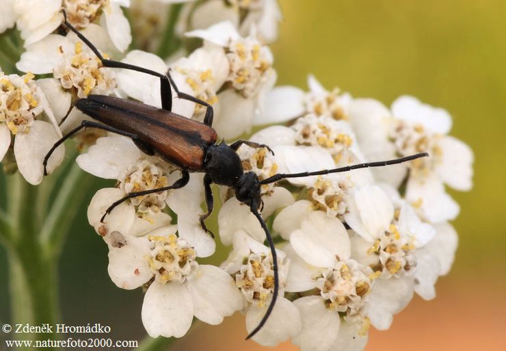 tesařík černošpičký, Stenurella melanura, Cerambycidae, Lepturini (Brouci, Coleoptera)