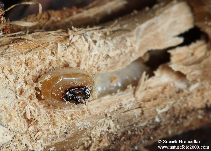 tesařík obecný, Stictoleptura rubra rubra, Cerambycidae, Lepturini (Brouci, Coleoptera)